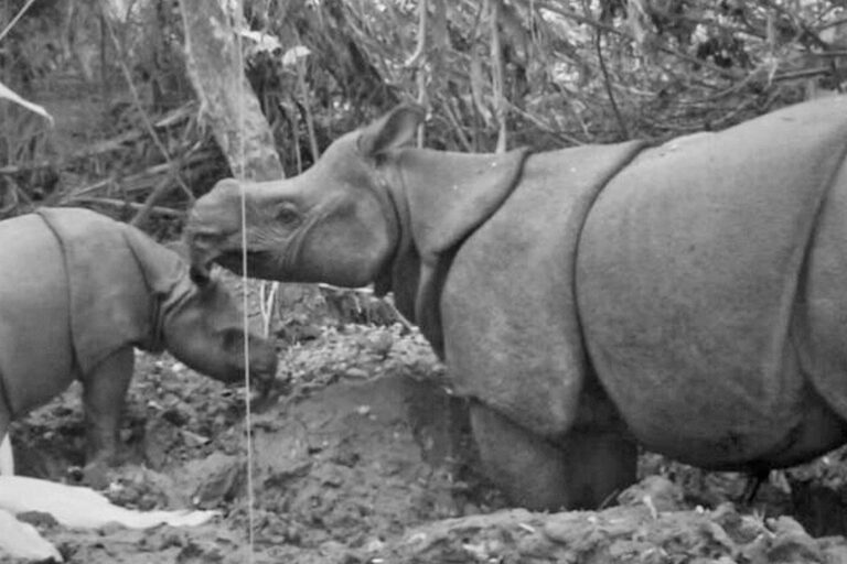 To help beleaguered Javan rhinos, study calls for tree felling, captive breeding
