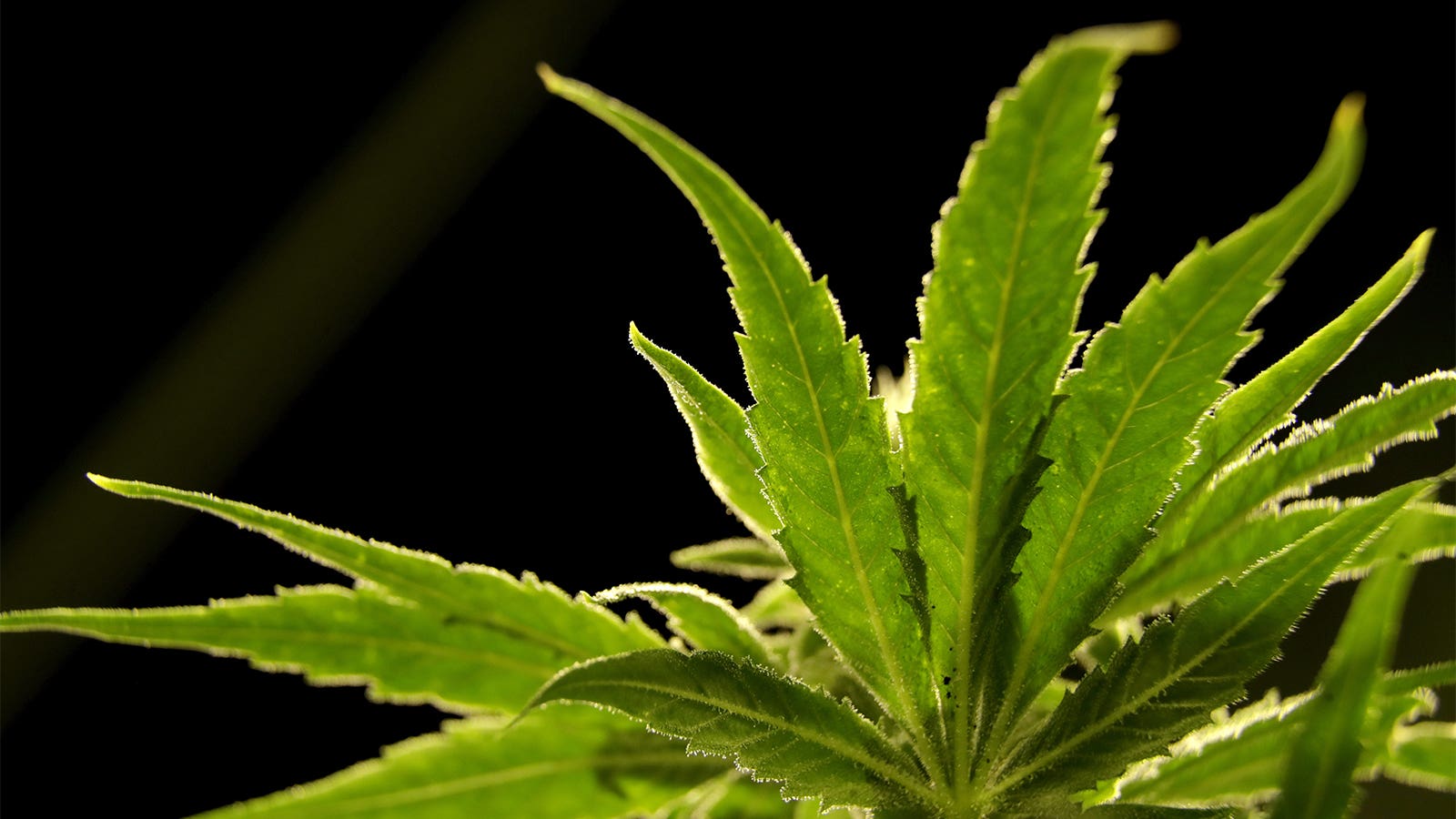 DEA Will Move to Reclassify Marijuana in Historic Shift, Sources Say