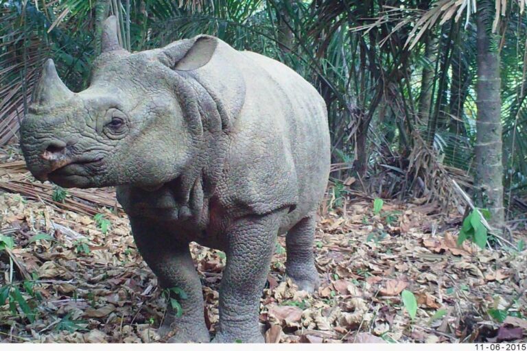 Poachers claim to have killed one-third of all Javan rhinos, Indonesian police say